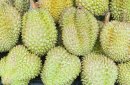 Todo lo que necesitas saber sobre platos e ingredientes