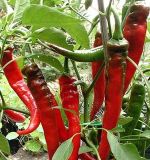 pimientocayenne pimientocayenne