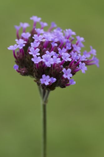 Infusión de verbena