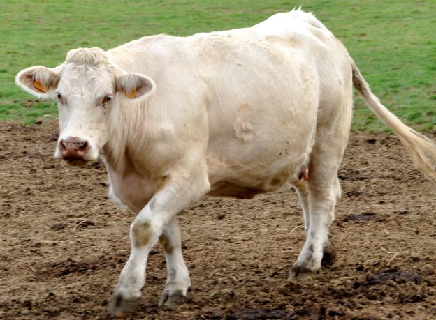 Gelatinas de la pata de una vaca