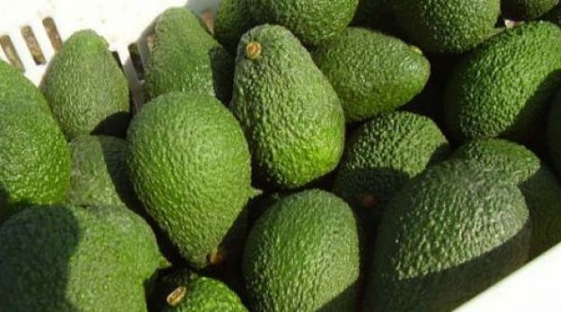 Aguacates verdes