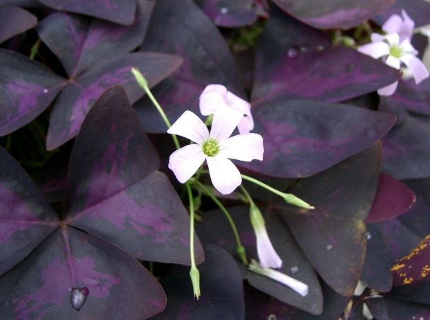 FLORES DE OCA (OXALIS)