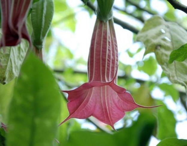 Flor de la Burundanga