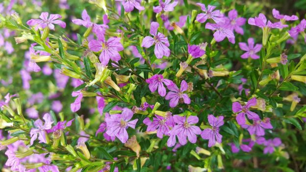 TRUENO DE VENUS (CUPHEA HYSSOPIFOLIA)