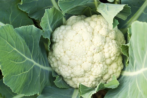 Coliflor: Dientes blancos