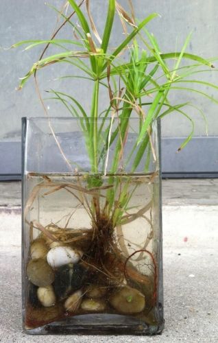 Cyperus