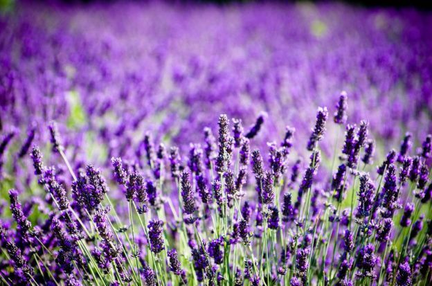 Aceite esencial de lavanda