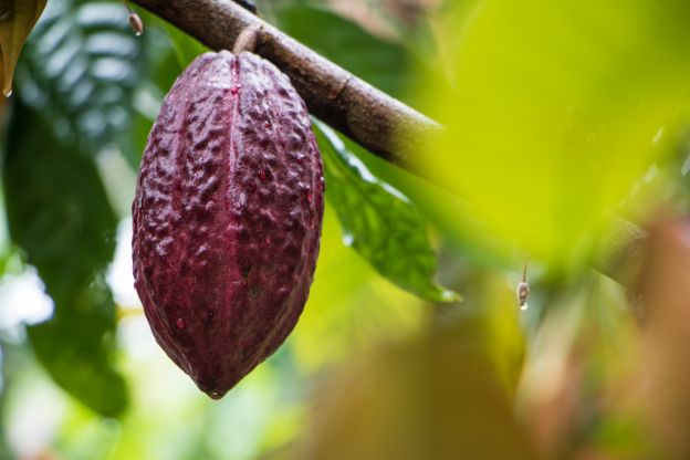 Cacao