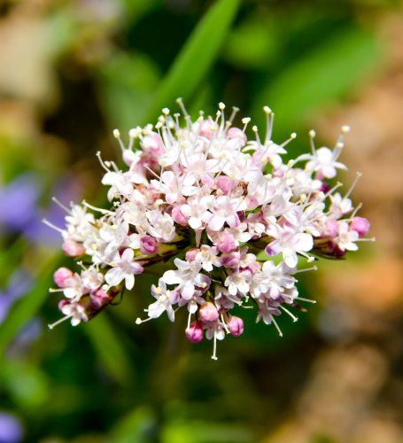 Valeriana