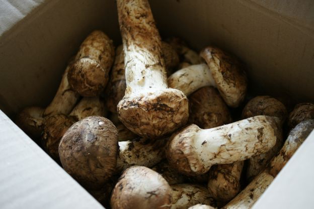 Setas Matsutake