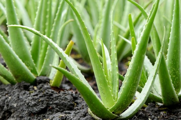 50 propiedades sorprendentes del aloe vera