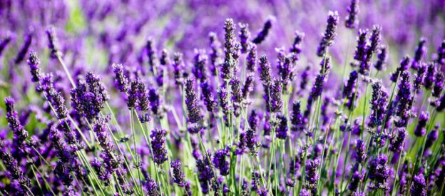 Lavanda