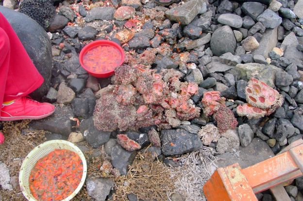 Pyura Chilensis