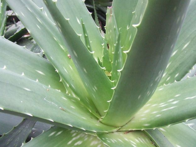 50 propiedades sorprendentes del aloe vera