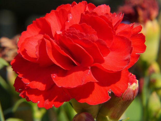 CLAVEL (DIANTHUS)