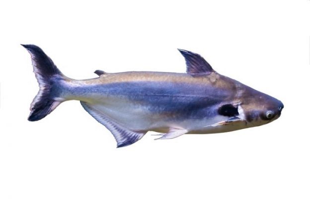 EL PANGASIUS