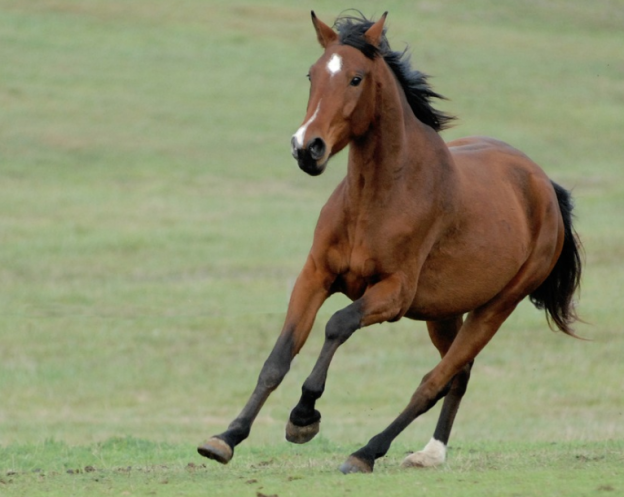 CABALLO: 2002, 1990, 1978, 1966