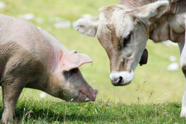 Evitarás el sufrimiento de animales