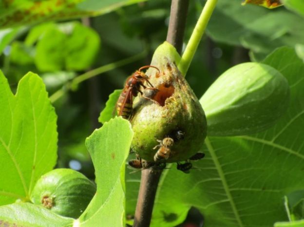 Abejas y avispas