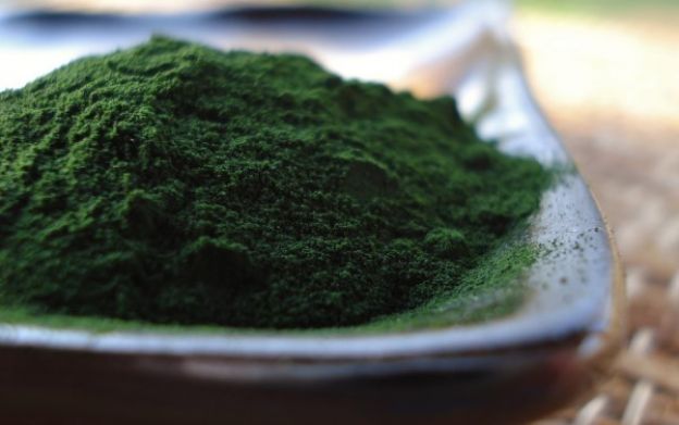 Alga chlorella