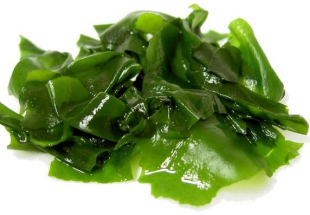 Alga kelp