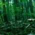 Bosque Aokigahara, en Japón