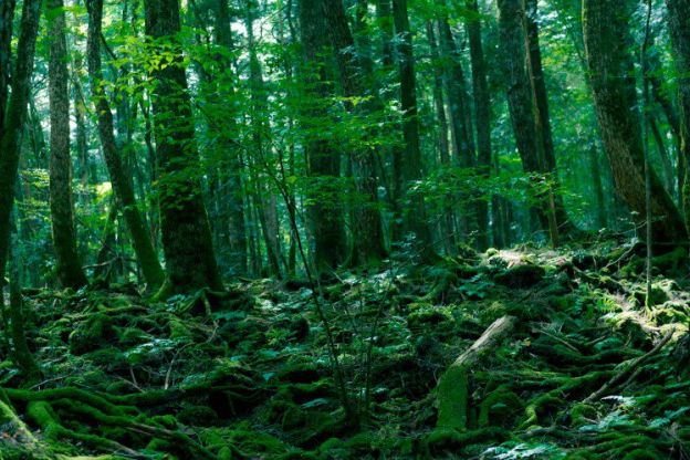 Bosque Aokigahara, en Japón