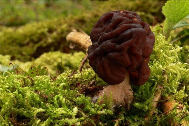 Gyromitras o Gyromitra esculenta