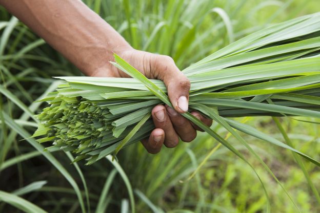 Citronella para levantarte el ánimo