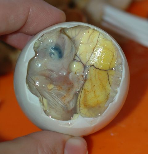 Balut (Asia)