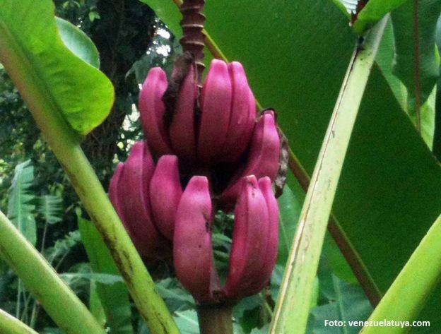 Mermeladas de bananas rojas