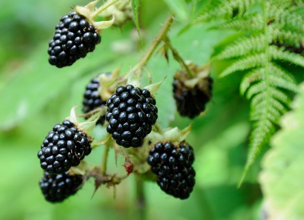 29) Moras