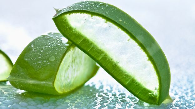 Descubre los beneficios del Aloe vera