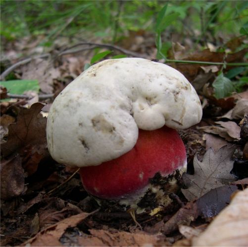 Boletus del diablo y boletus pálido