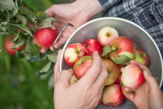 #5 - Manzana