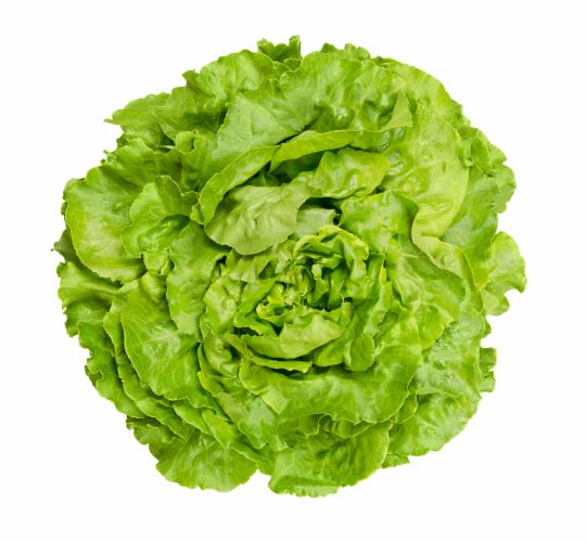 LECHUGA