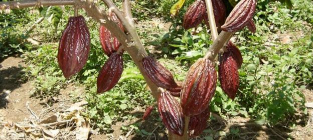 El cacao