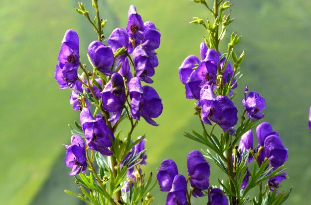 Aconitum napellus