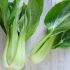 bok choy o col china