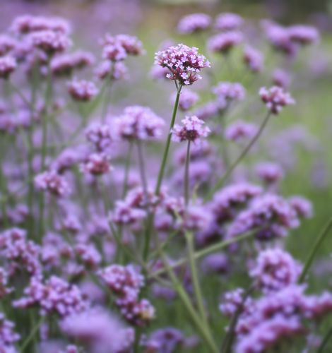 Verbena