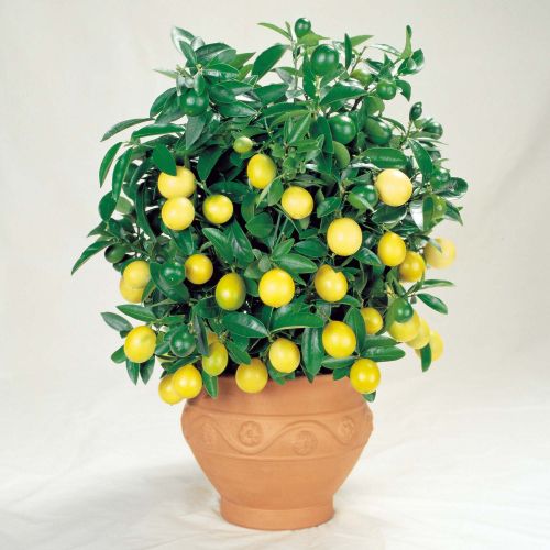 LIMONES