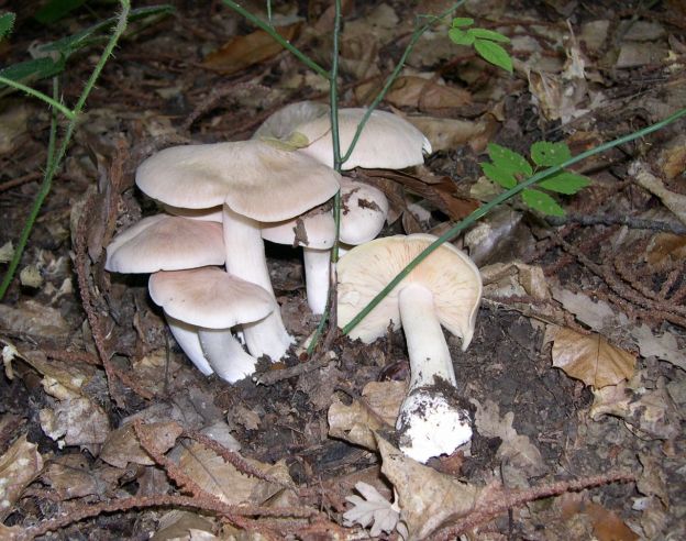 Entoloma sinuatum (o Entoloma lividum)