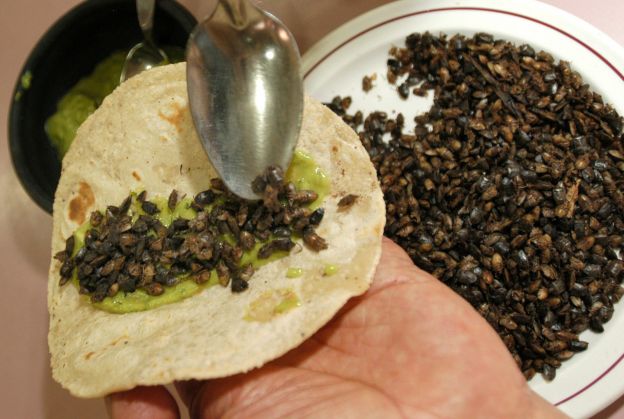 tacos de jumiles