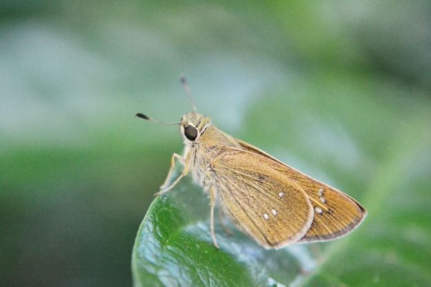 Mariposas y palomillas