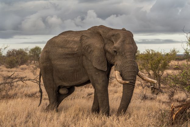 En este país celebran las vacaciones en un safari