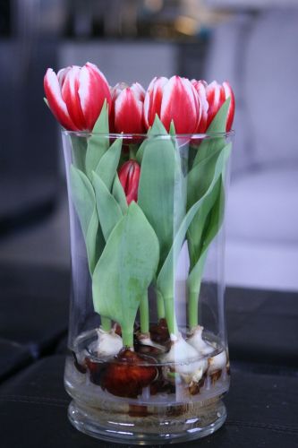 Tulipanes