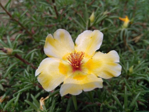 VERDOLAGA (PORTULACA OLERACEA)