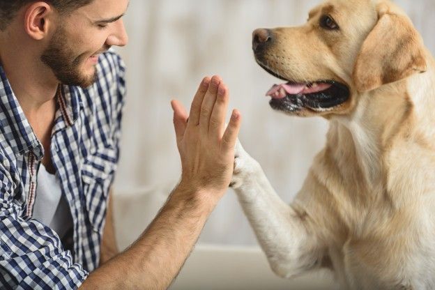 Claves para prevenir las mordidas de perro