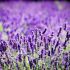 Lavanda