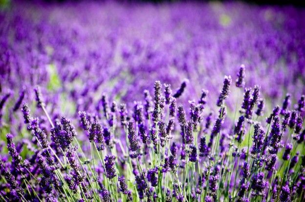 Lavanda